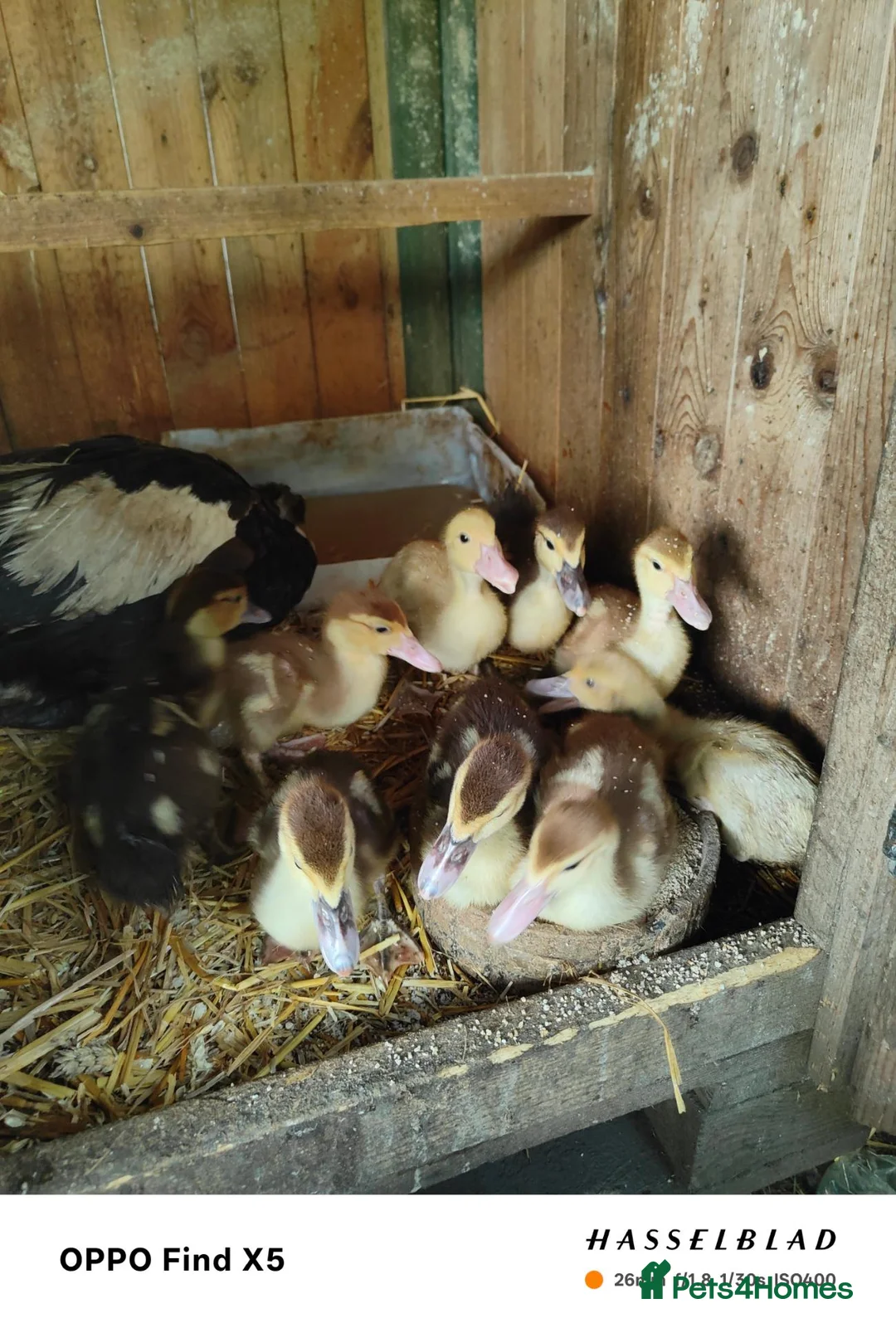 Ducks poultry for sale: Muscovy ducklings  - Advert 2