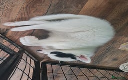 Siberian Husky dogs for sale: Siberian Husky for sale - Image 17