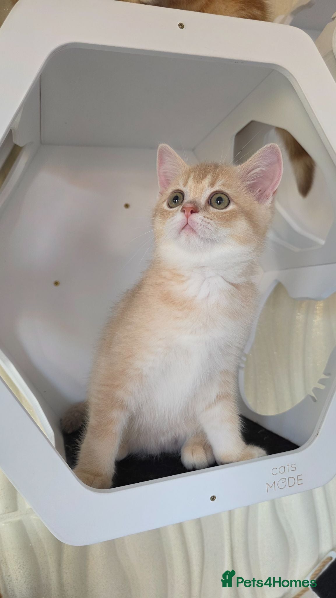 Scottish Fold cats READY NOW Instagram Famous Kittens - Advert 1