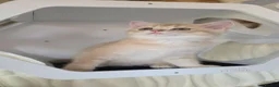 Scottish Fold cats for sale: Purebred kitten, best in UK - Advert 6