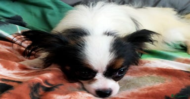 Papillon dogs in Denbigh - Advert 5