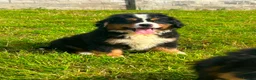 Bernese Mountain Dog dogs for sale: Beautiful Bernese Mountain pups available  in Carmarthen - Advert 8