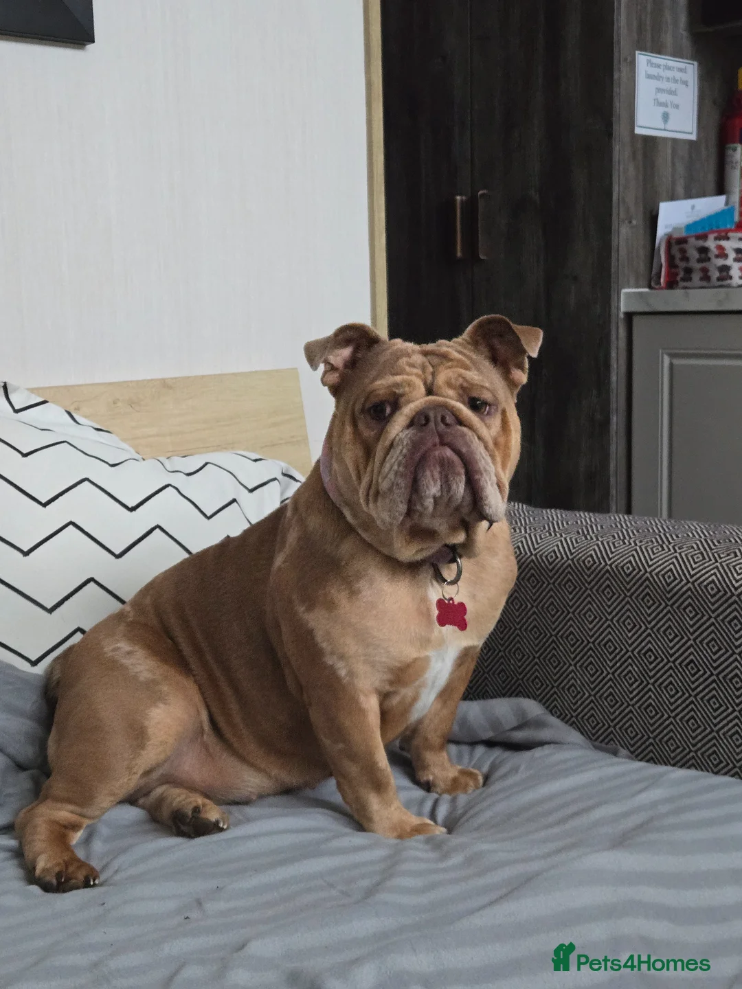 English Bulldog dogs for sale: Female bulldog  - Advert 1