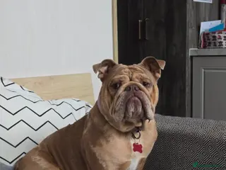 English Bulldog dogs Female bulldog - Advert 1