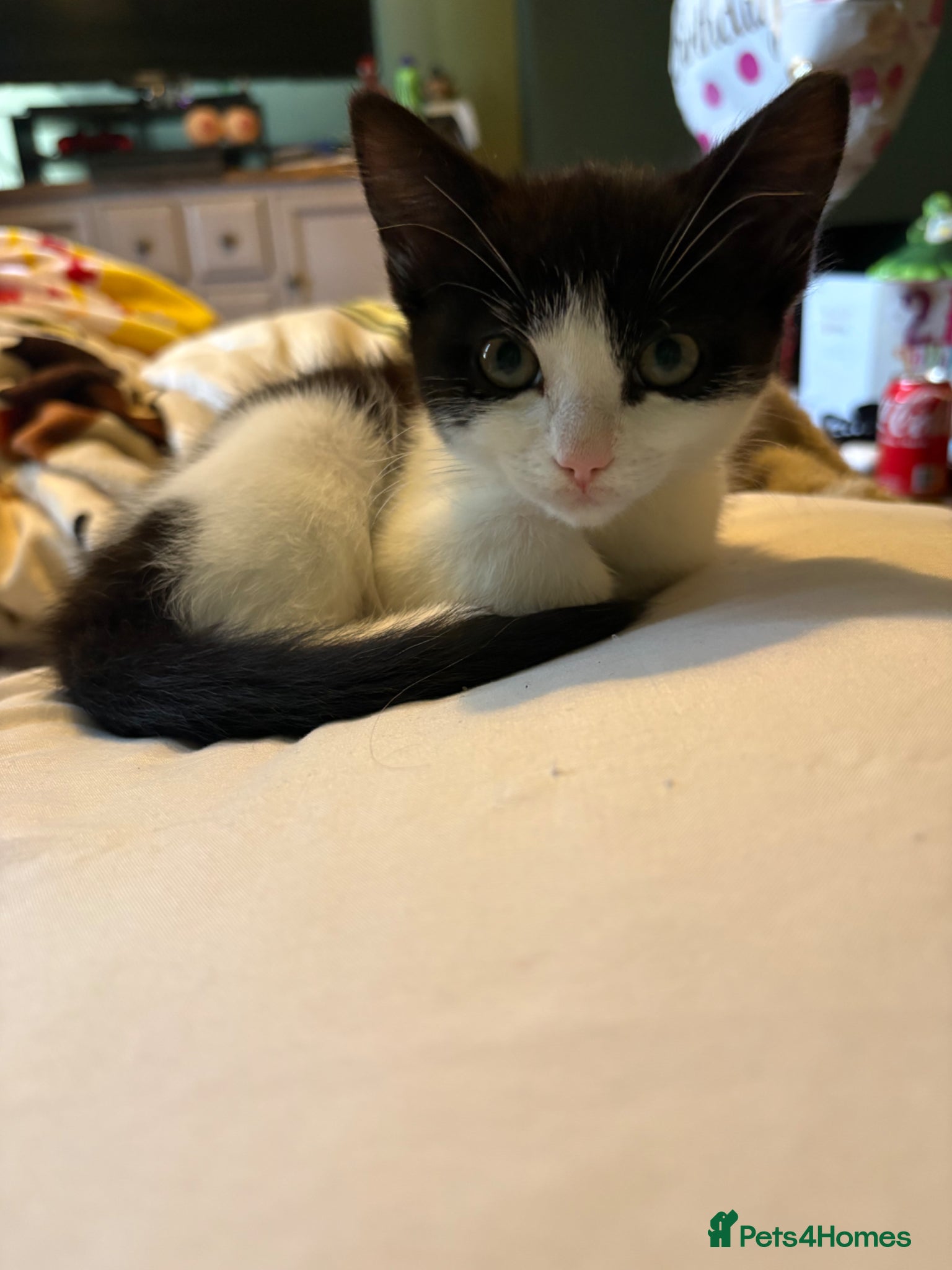 Mixed Breed cats Dizzi - Advert 4