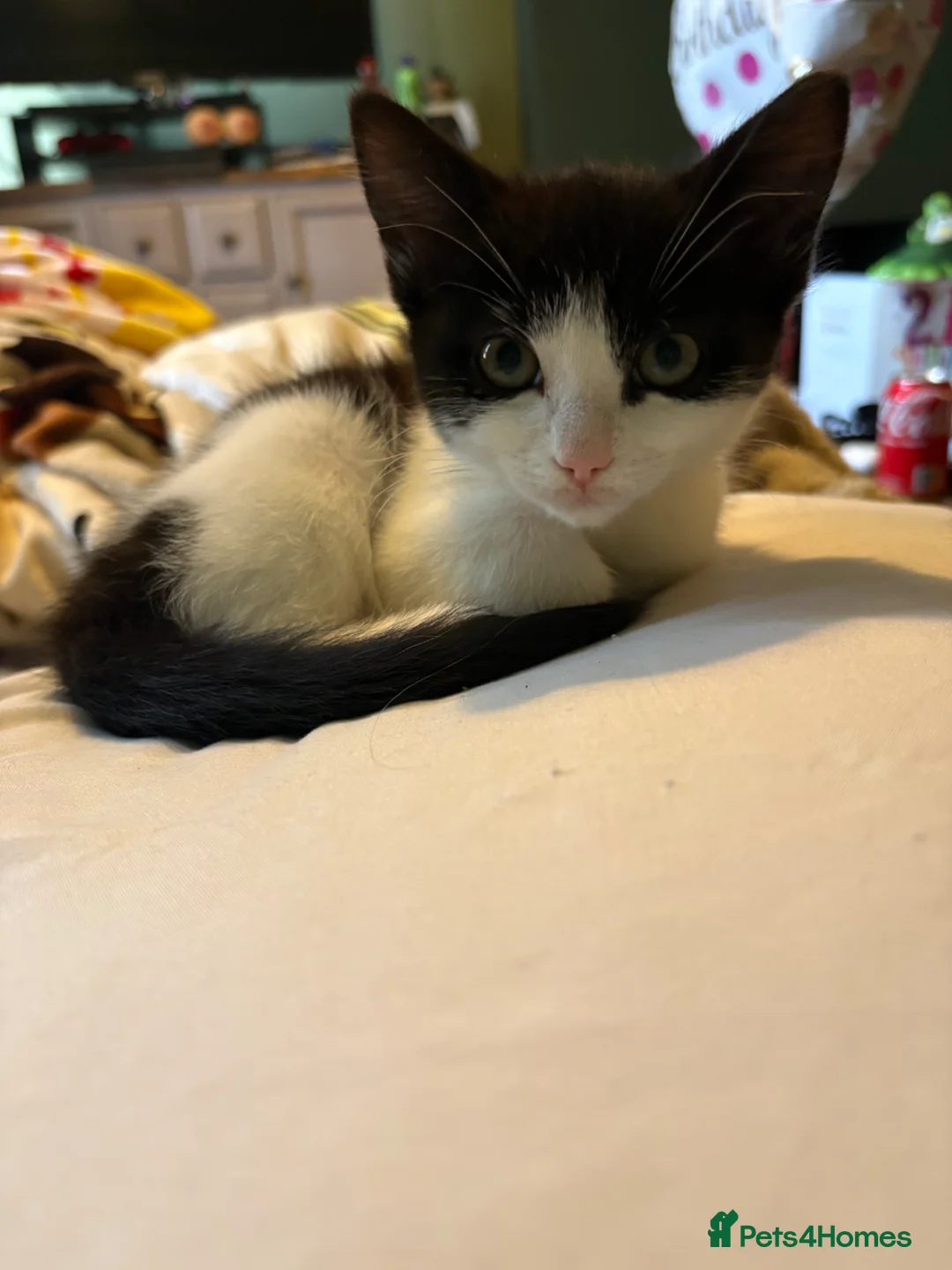 Mixed Breed cats for sale: Dizzi in Solihull - Advert 1