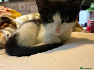 Mixed Breed cats Dizzi - Advert 4