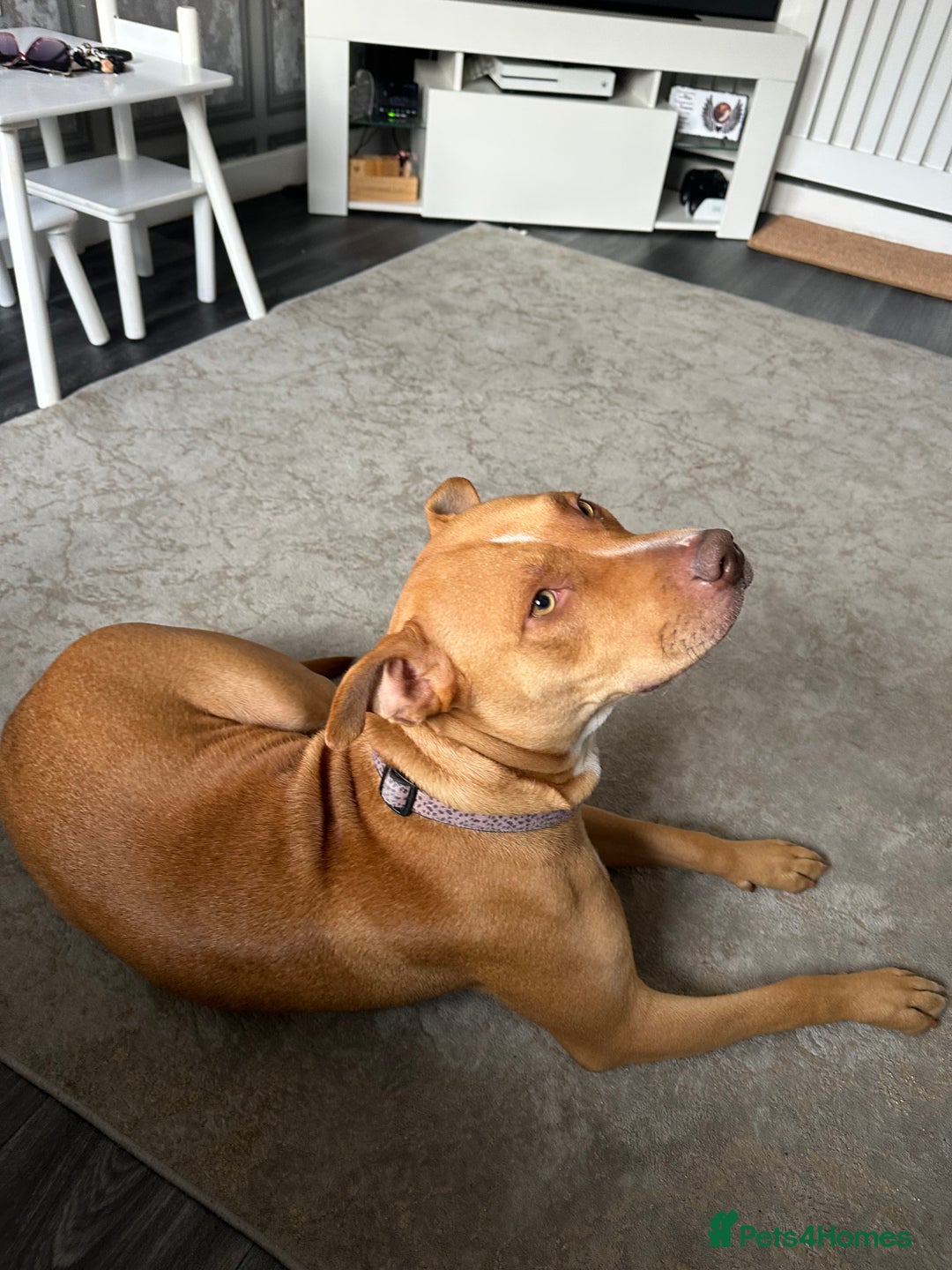 Mixed Breed dogs for sale: Beautiful Bulloxer.  - Image 3