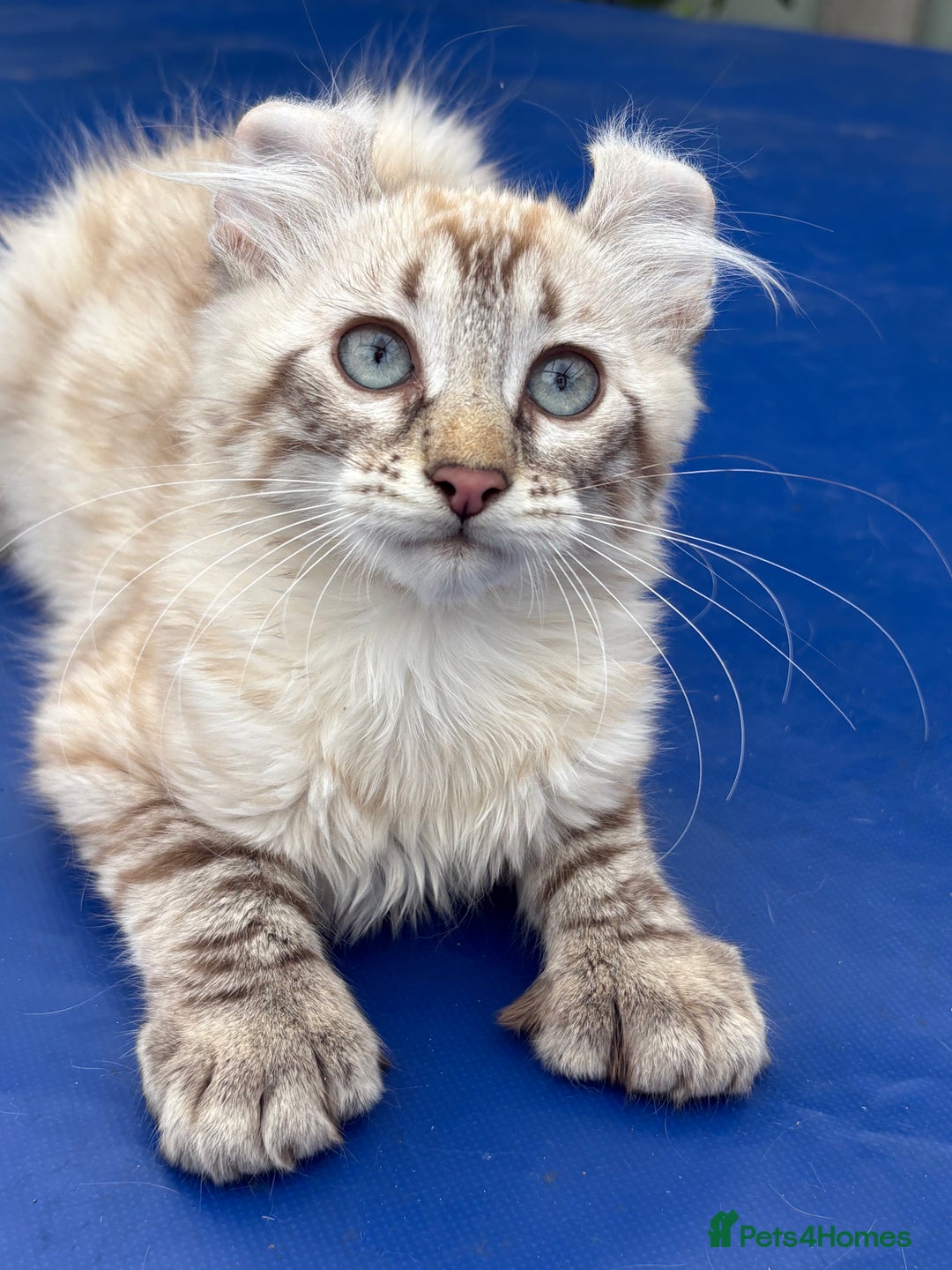 Savannah cats for sale: Breath taking rare girl - Image 19