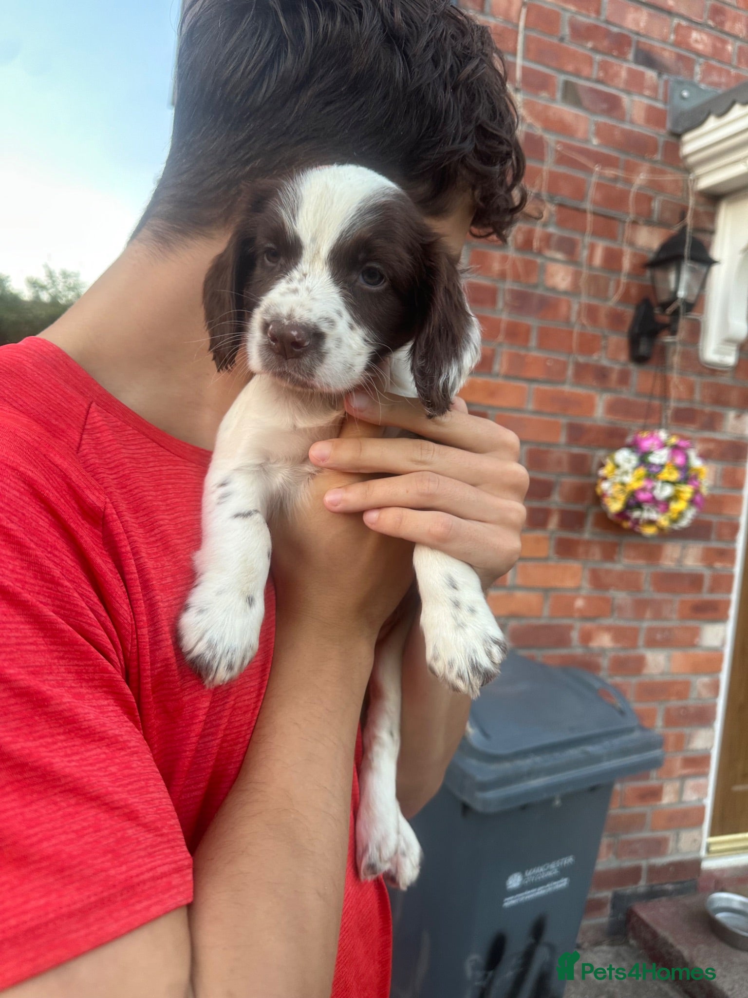 Cocker Spaniel dogs  Stunning cocker spaniel puppies 🐶❤️ - Advert 1