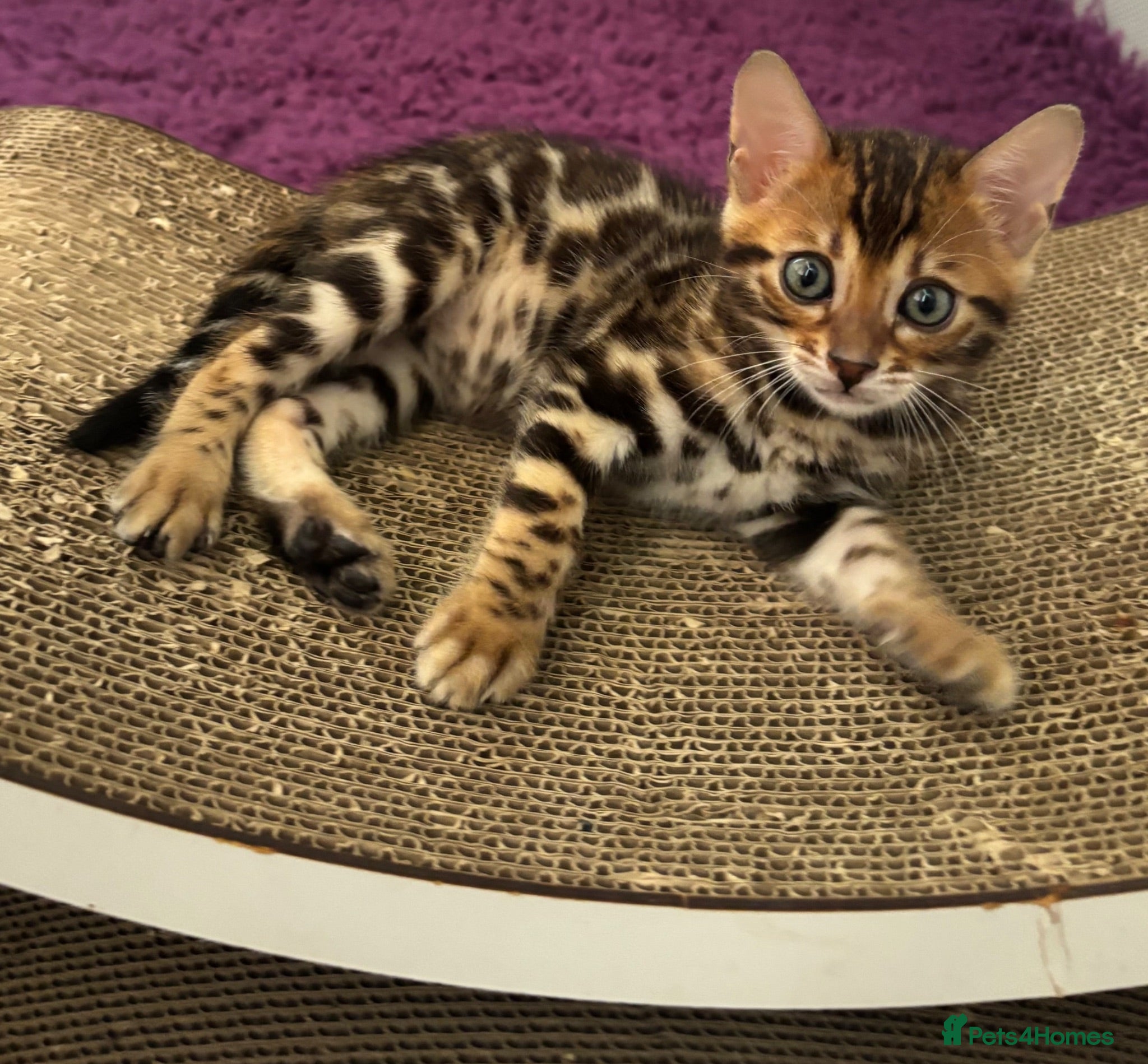 Bengal cats Pure bred Glitter Coat Bengal Kittens  - Advert 2