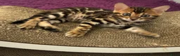 Bengal cats for sale: Pure bred Glitter Coat Bengal Kittens  in Ebbw Vale - Advert 2