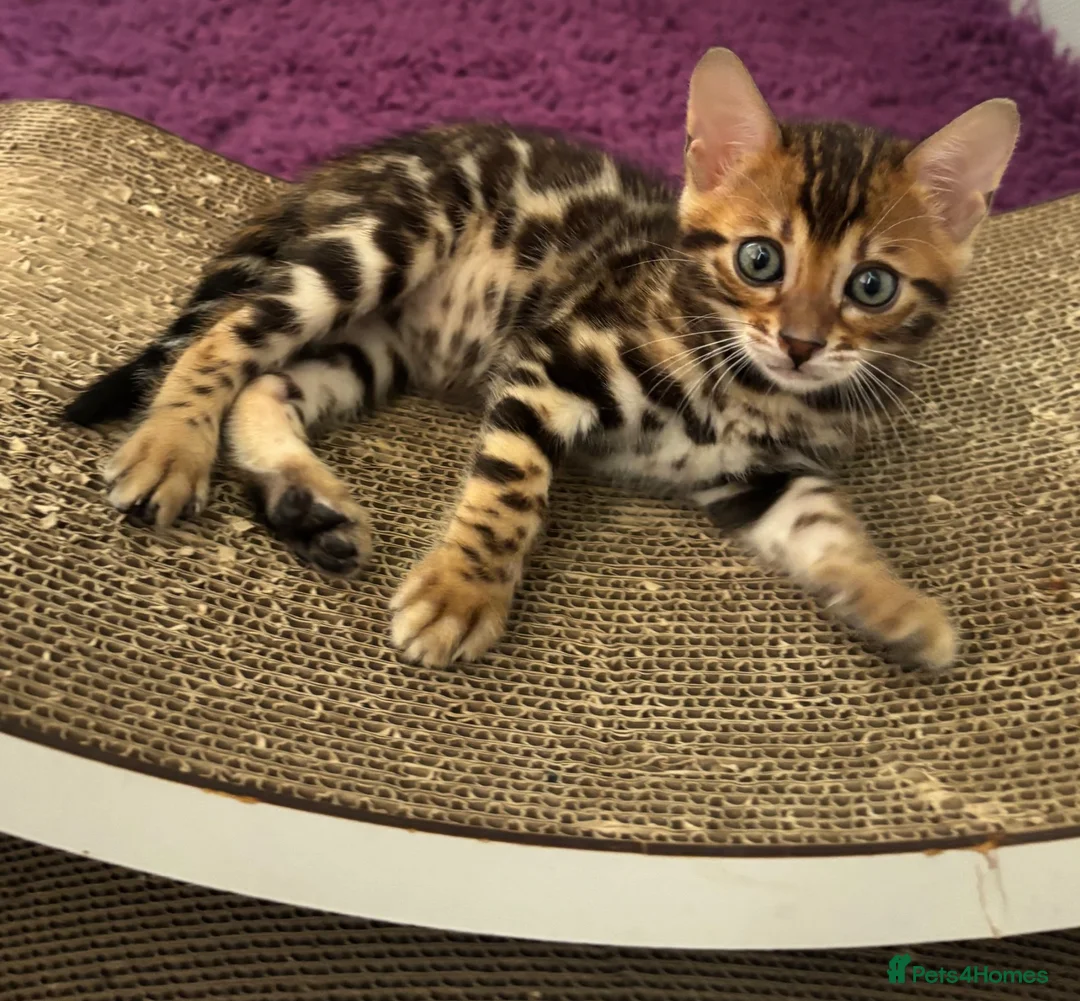Bengal cats for sale: Pure bred Glitter Coat Bengal Kittens  in Ebbw Vale - Advert 2