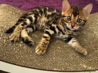 Bengal cats Pure bred Glitter Coat Bengal Kittens - Advert 1