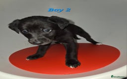 Lurcher dogs for sale: Lurcher Pups - Image 2