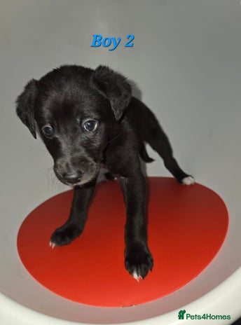 Lurcher dogs - Advert 2