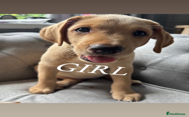 Labrador Retriever dogs - Advert 4