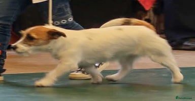 Jack Russell dogs KC registered Rough Coated Jack Russell Puppies  - Advert 10