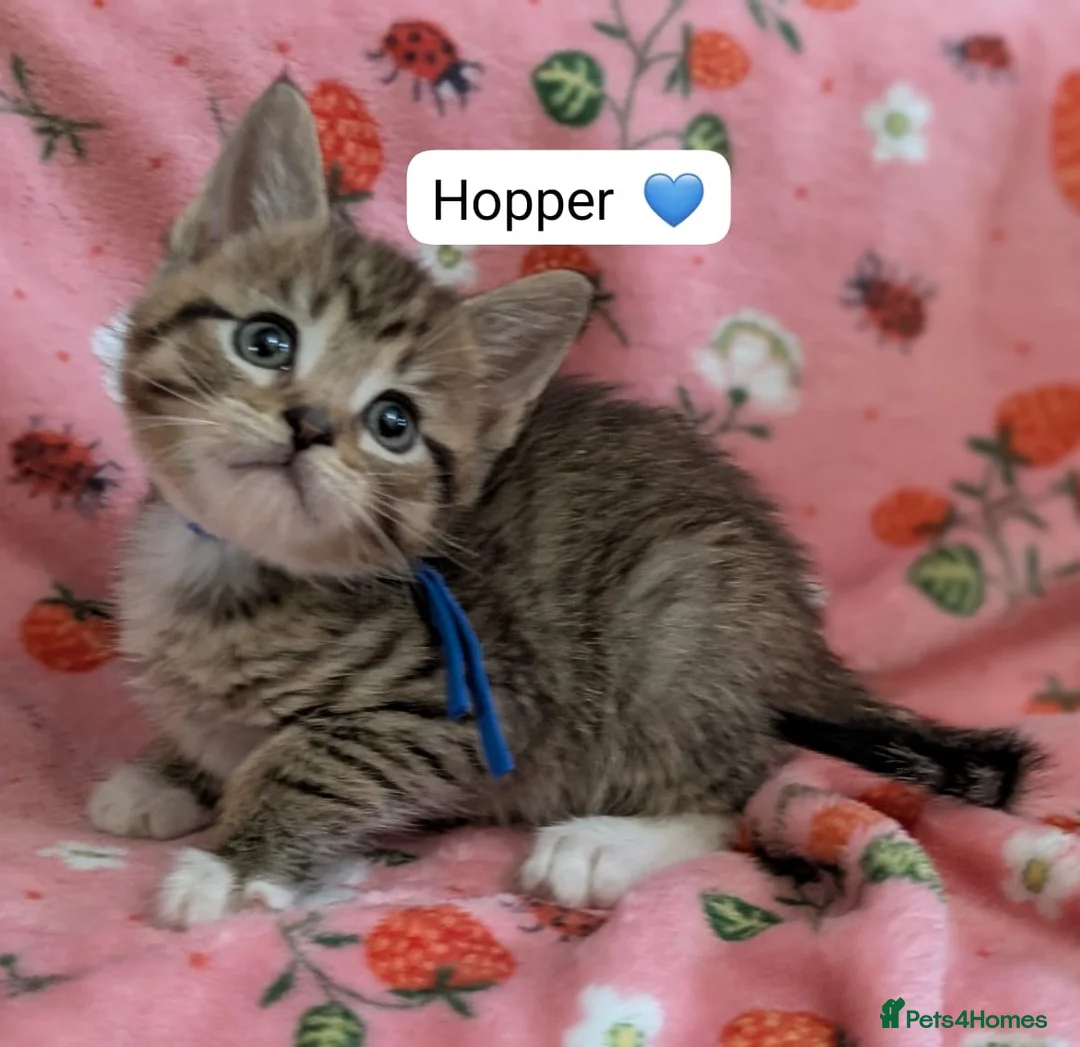 Maine Coon cats for sale: Maine Coon Cross Kittens - Advert 1