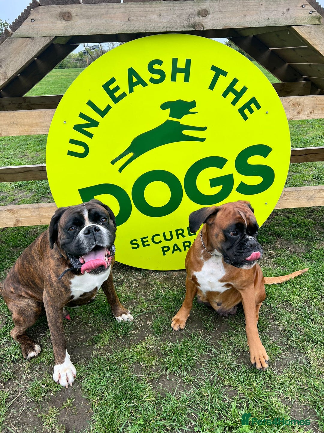 Boxer dogs for sale: Beautiful Pedigree Girls - Advert 7