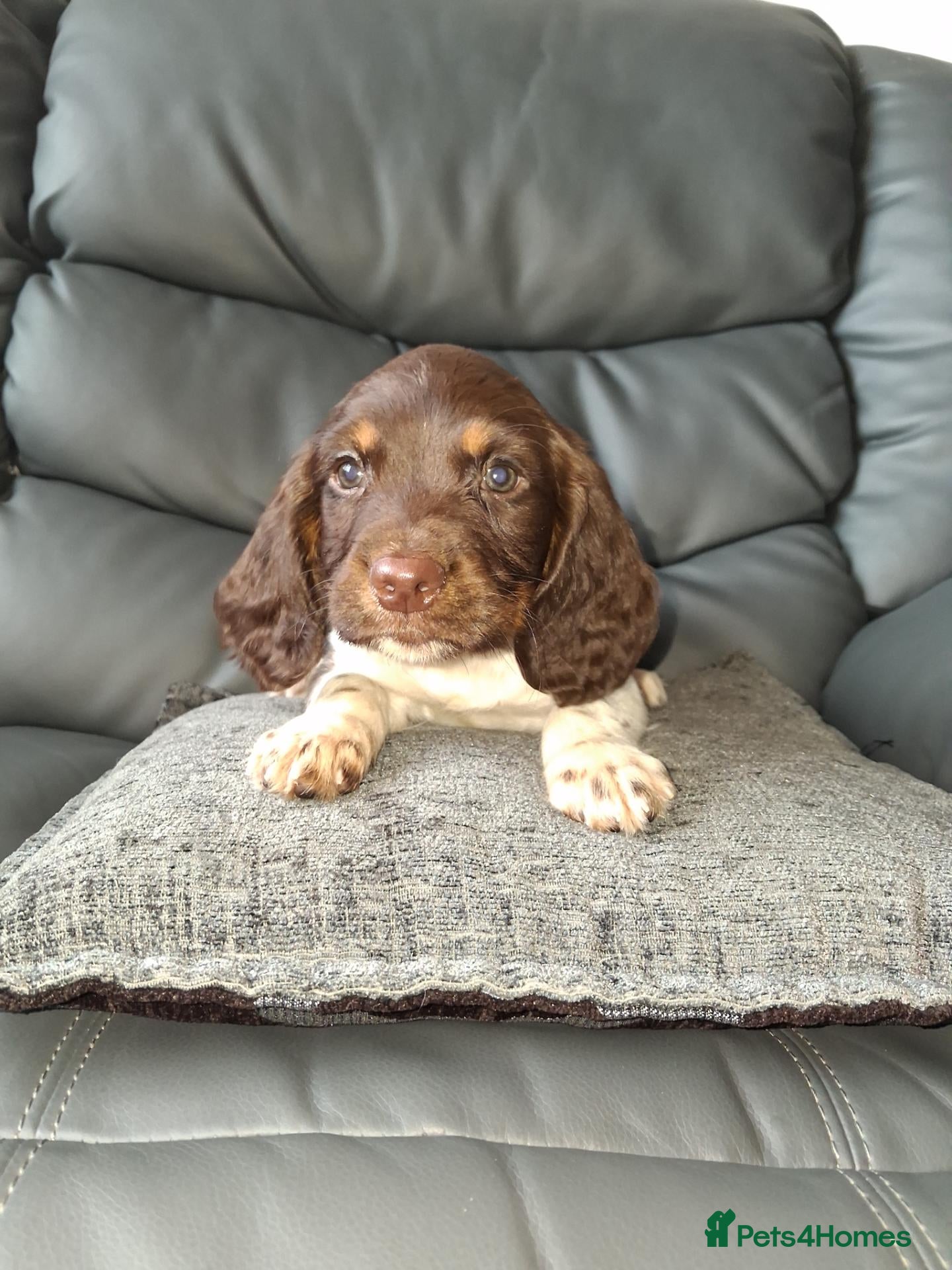 English Springer Spaniel dogs ⭐️Ready to collect today ⭐️ - Advert 10