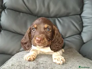 English Springer Spaniel dogs ⭐️Ready to collect today ⭐️ - Advert 17