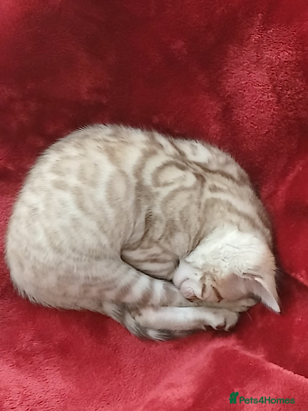 Bengal cats for sale: TICA Family-raised Bengal Kittens Vet Checked - Image 13