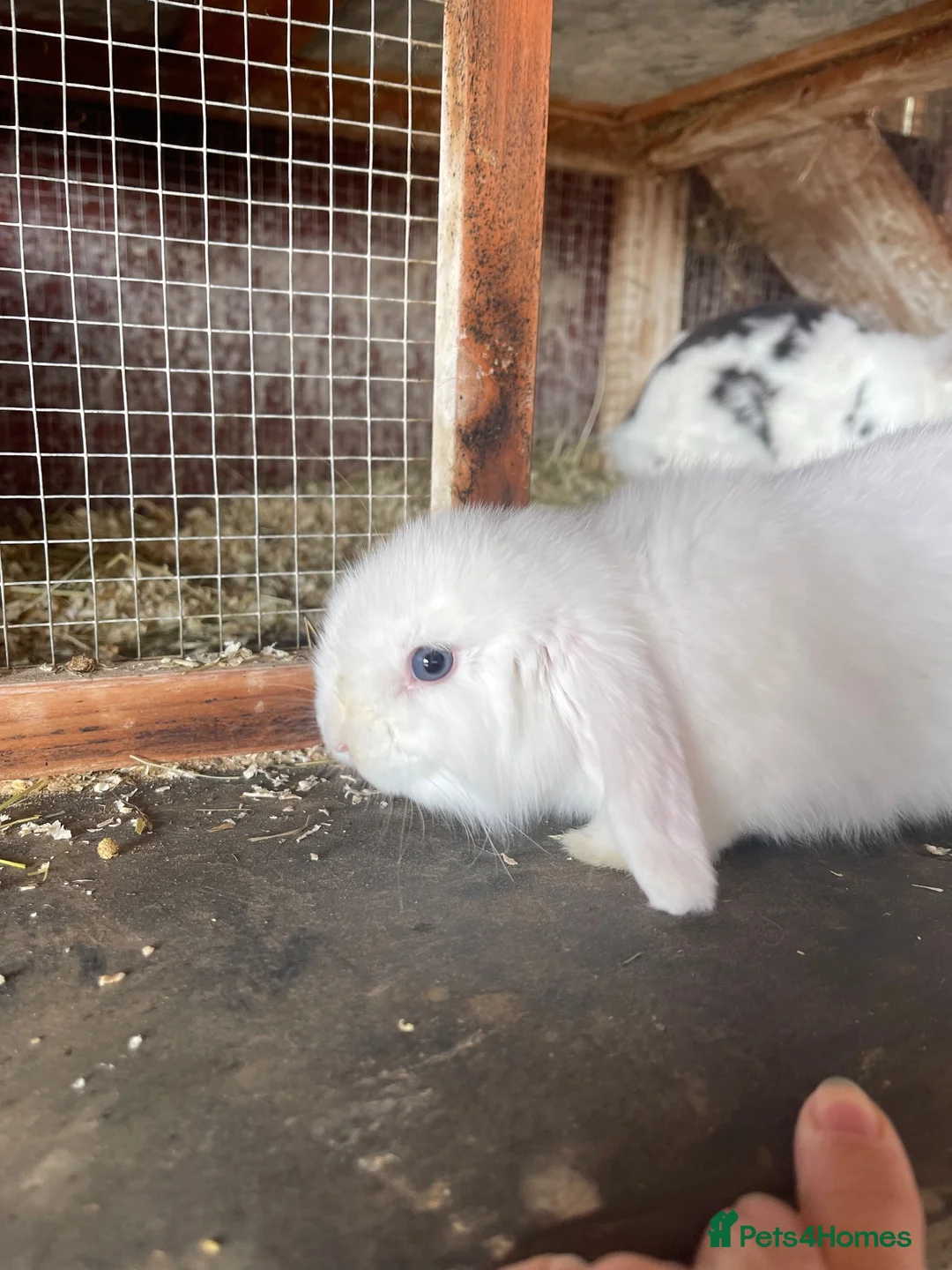 Mini Lop rabbits for sale: White Mini lop rabbit  - Advert 2