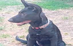 German Shepherd dogs for sale: Female Black German Shepherd Puppy in London - Image 9
