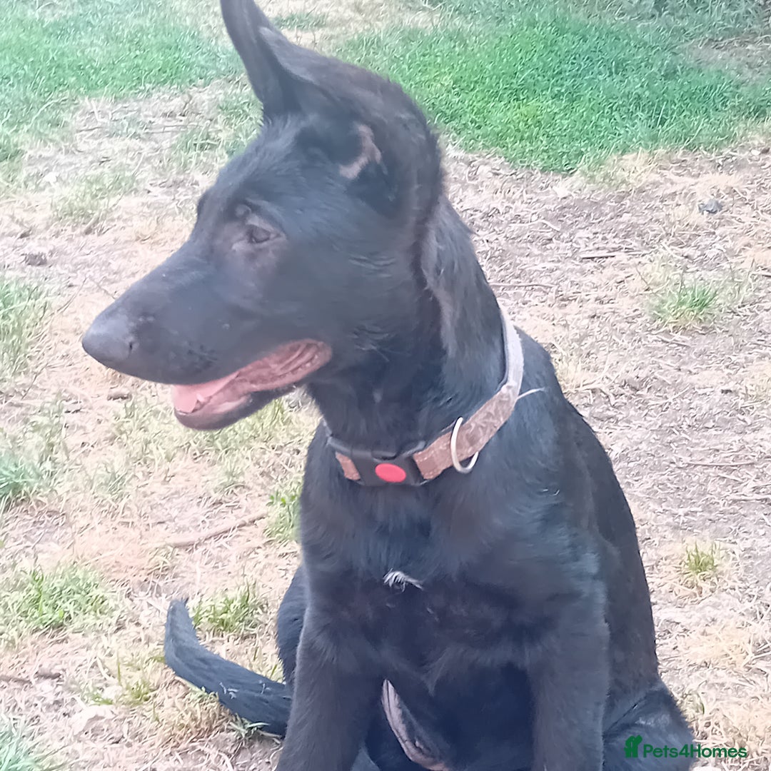 German Shepherd dogs for sale: Female Black German Shepherd Puppy in London - Image 9