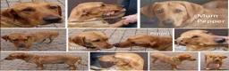 Labrador Retriever dogs for sale: Red Fox Labs : Health Checked-KC Reg,FTCH Pedigree - Advert 13