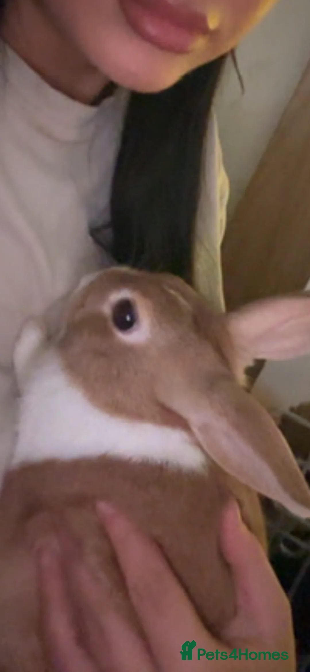 Mixed Breed rabbits for sale: dutch x english spot - Advert 2