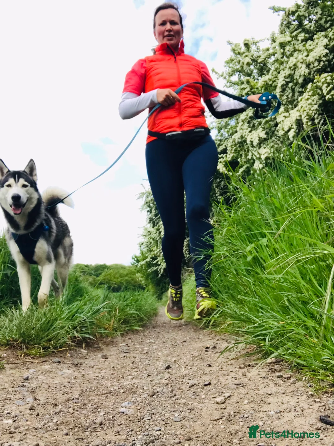 Siberian Husky dogs for stud: For stud only (quality proven stud ) in Wakefield - Advert 10