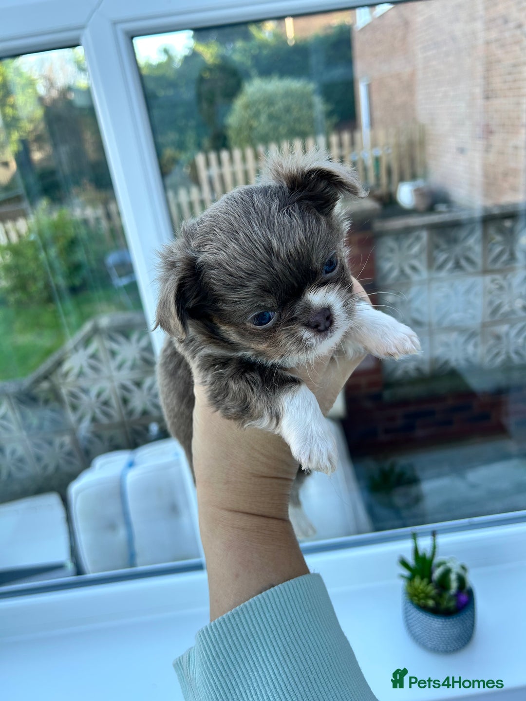 Chihuahua dogs for sale: KC LONG COAT CHIHUAHUAS  - Advert 9