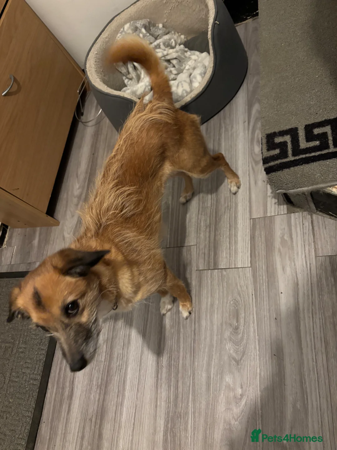 Mixed Breed dogs for sale: Bella  - Advert 3