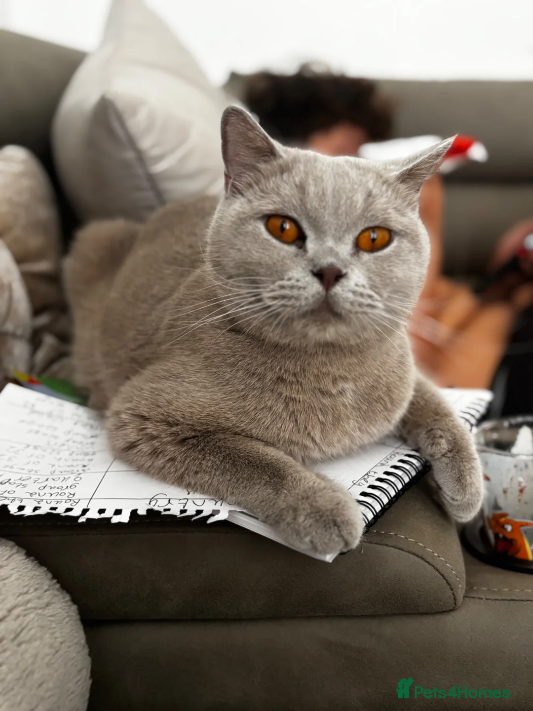 British Shorthair cats for sale: Chocolate/Lilac BSH and BLH Kittens - Advert 2