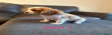 Cavalier King Charles Spaniel 2