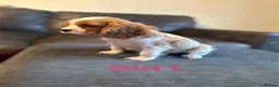 Cavalier King Charles Spaniel dogs for sale: CAVALIER KING CHARLES PUPS READY NOW KC REG  - Advert 5