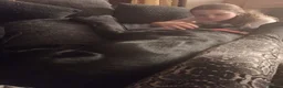 Mixed Breed dogs for sale: Labrador x for rehome - Advert 2