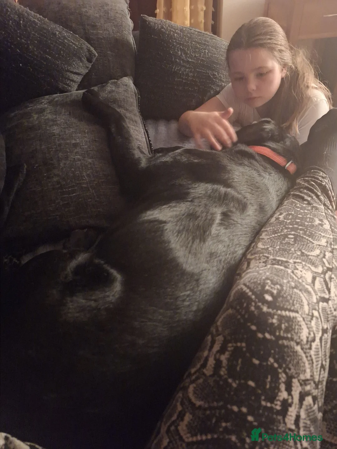 Mixed Breed dogs for sale: Labrador x for rehome - Advert 2