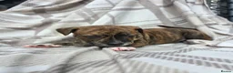 Staffordshire Bull Terrier dogs for sale: Staffy pups in Coleford - Advert 7