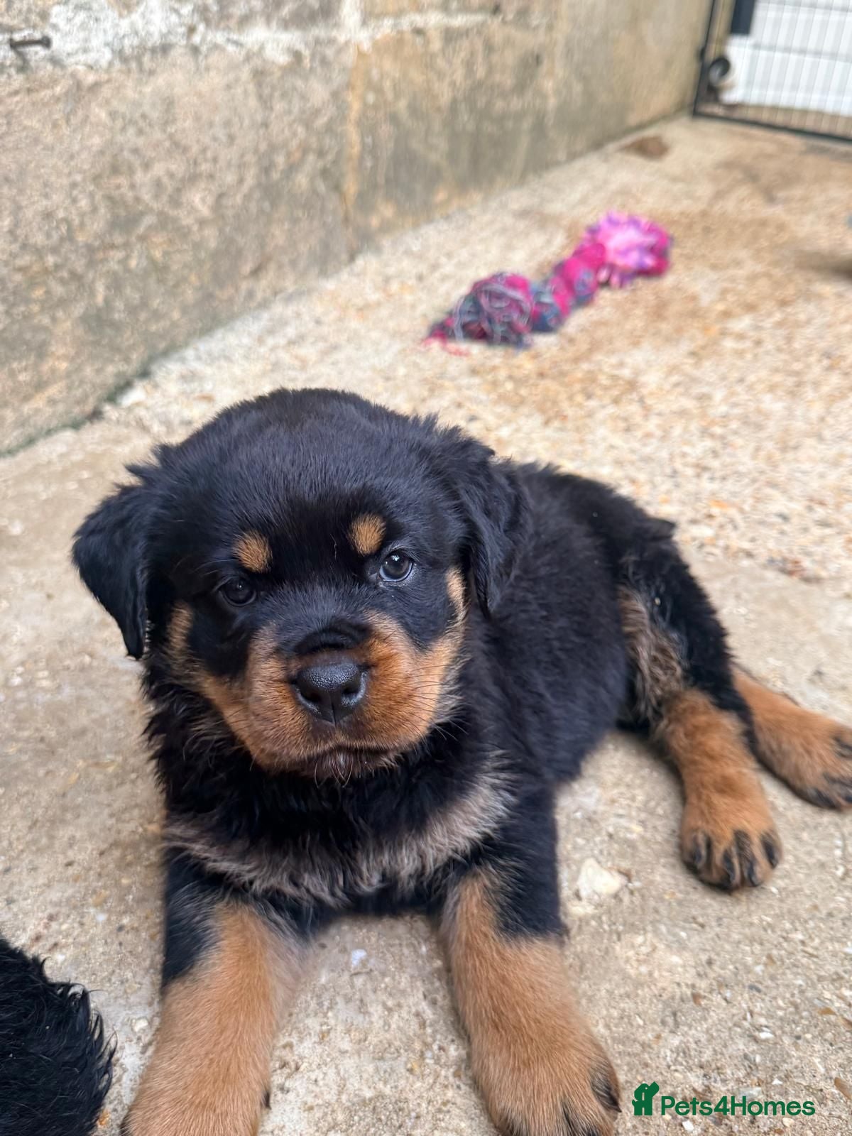 Rottweiler dogs Stunning German Rottweilers - Advert 2