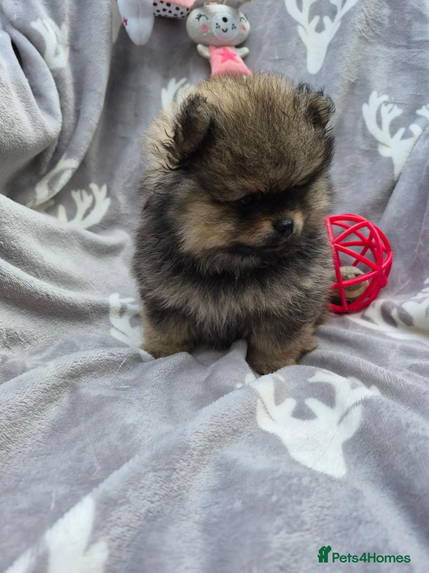 Pomeranian dogs Tiny Pomeranian Puppies - Advert 1