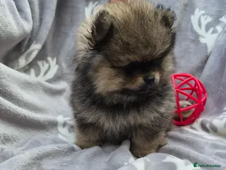 Pomeranian dogs Tiny Pomeranian Puppies - Advert 1
