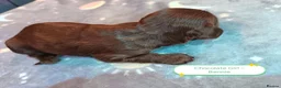 Cockapoo dogs for sale: 7 Stunning Cockapoo Puppies Seeking Loving Home's  - Advert 19