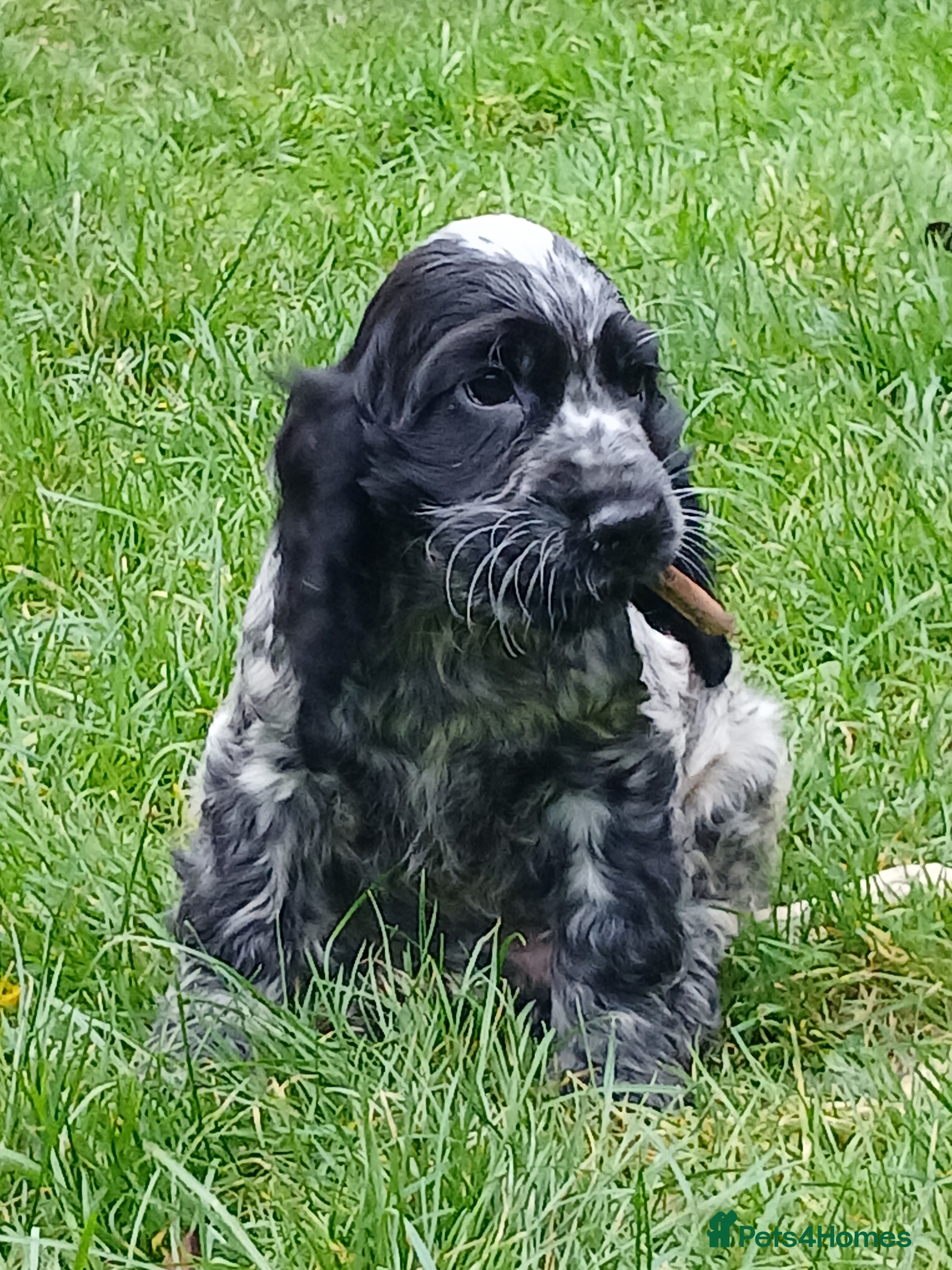 Cocker Spaniel dogs   Show Cocker Spaniels KC reg. - Advert 1