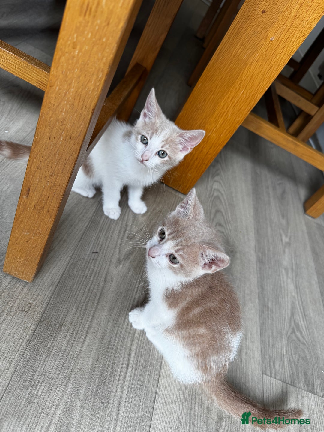 Mixed Breed cats for sale: Two male kittens  - Image 2