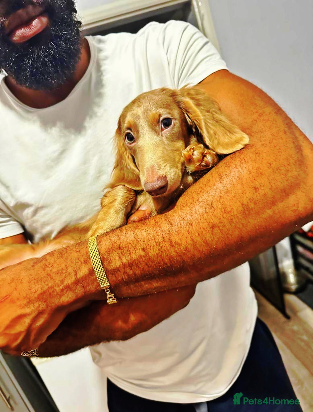 Miniature Dachshund dogs for stud: 🏆ISRI, CHAMPION STUD🏆 - Advert 8