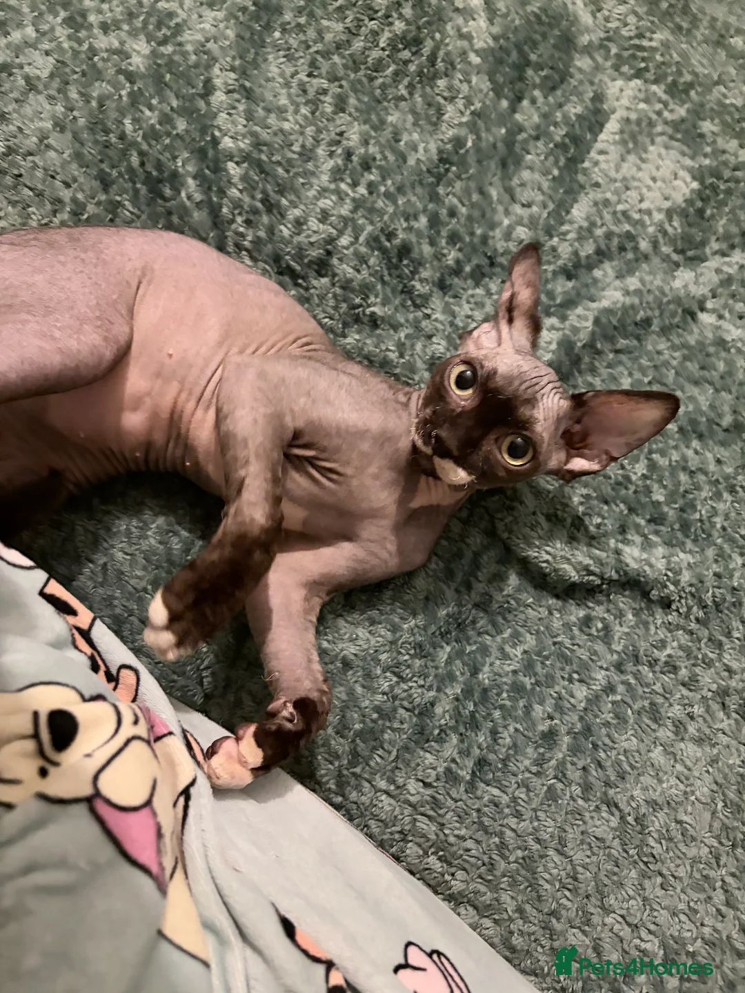 Sphynx cats for sale: Spynx kitten for sale  - Advert 6