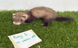 Ferret rodents for sale: Ready now Baby Micro ferrets - Image 10